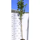 Sárga vesszős nagylevelű hársfa Tilia platyphyllos Yellow 12-15 KF