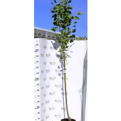   Sárga vesszős nagylevelű hársfa Tilia platyphyllos Yellow 12-15 KF
