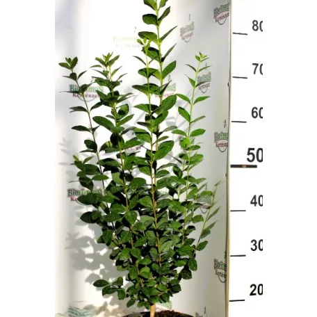 Széleslevelű fagyal Ligustrum ovalifolium 3l