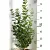 Széleslevelű fagyal Ligustrum ovalifolium 3l