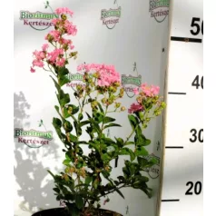 Kínai selyemmirtusz Lagerstroemia indica Rosea Nova C2.5