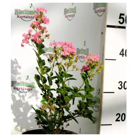 Kínai selyemmirtusz Lagerstroemia indica Rosea Nova C2.5