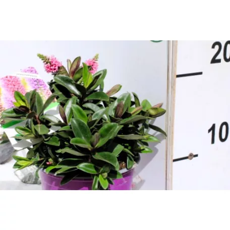 Örökzöld veronikacserje Hebe taharua 13 cm cserép