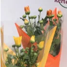Kerti krizantém Chrysanthem gem 5-6 kl 9 cm cserép