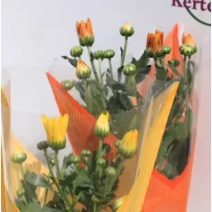 Kerti krizantém Chrysanthem gem 5-6 kl 9 cm cserép