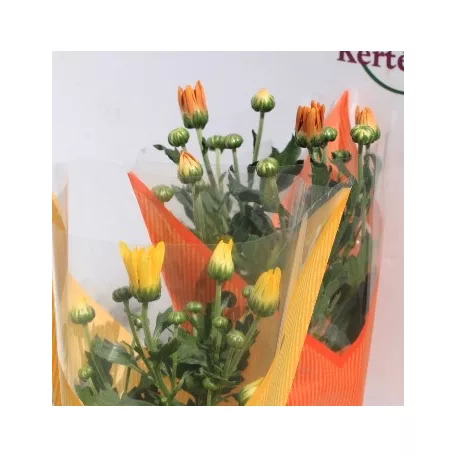 Kerti krizantém Chrysanthem gem 5-6 kl 9 cm cserép