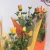 Kerti krizantém Chrysanthem gem 5-6 kl 9 cm cserép