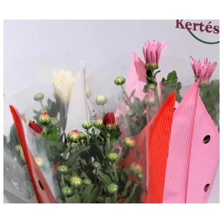 Kerti krizantém Chrysanthem gem 5-6 kl 9 cm cserép