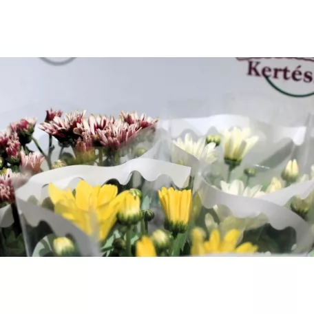 Kerti krizantém Chrysanthem gem 5-6 kl 9 cm cserép