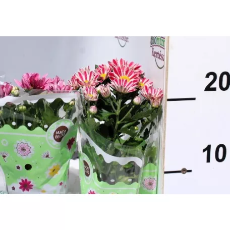 Kerti krizantém Chrysanthem gem 5-6 kl 9 cm cserép