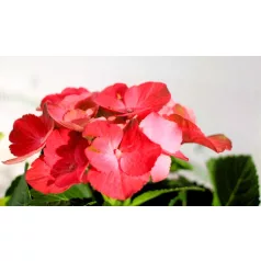 Kerti hortenzia Hydrangea macrophylla Hot Red 10 cm cserép