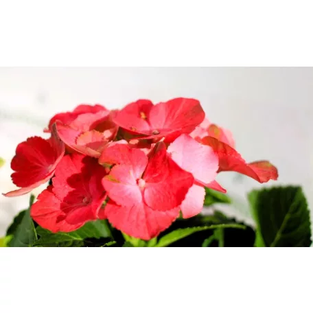 Kerti hortenzia Hydrangea macrophylla Hot Red 10 cm cserép