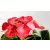 Kerti hortenzia Hydrangea macrophylla Hot Red 10 cm cserép