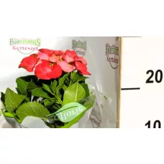 Kerti hortenzia Hydrangea macrophylla Hot Red 10 cm cserép