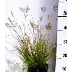   Pirosas évelő tollborzfű Pennisetum alopecuroides Burgundy Bunny KK2