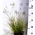 Pirosas évelő tollborzfű Pennisetum alopecuroides Burgundy Bunny KK2