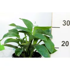 Árnyékliliom Hosta Bressingham Blue  K2