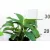 Árnyékliliom Hosta Bressingham Blue  K2