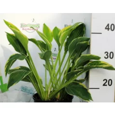 Árnyékliliom Hosta fortunei Aureomarginata  K2