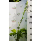 Árnyékliliom Hosta Guacamole  K2