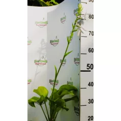 Árnyékliliom Hosta Guacamole  K2
