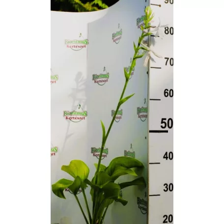 Árnyékliliom Hosta Guacamole  K2