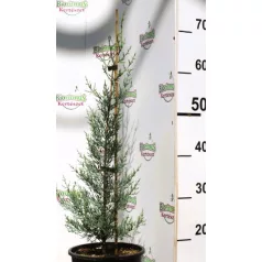 Arizónia ciprus kék Cupressus arizonica Glauca 40/+ K3