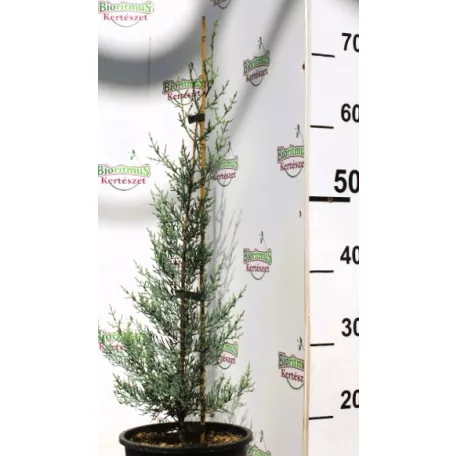 Arizónia ciprus kék Cupressus arizonica Glauca 40/+ K3