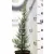 Arizónia ciprus kék Cupressus arizonica Glauca 40/+ K3