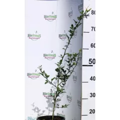 Vadcitrom Citrus trifoliata (Dreiblättrige Orange) 4