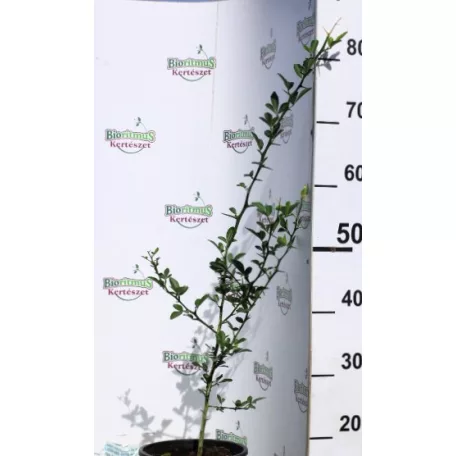 Vadcitrom Citrus trifoliata (Dreiblättrige Orange) 4