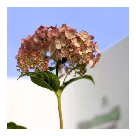Cserjés hortenzia Hydrangea arb. Candybelle Bubblegum 40/+ K3