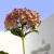 Cserjés hortenzia Hydrangea arb. Candybelle Bubblegum 40/+ K3