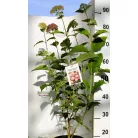 Cserjés hortenzia Hydrangea arb. Candybelle Bubblegum 40/+ K3