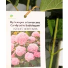 Cserjés hortenzia Hydrangea arb. Candybelle Bubblegum 40/+ K3