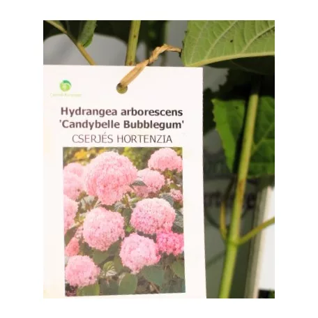 Cserjés hortenzia Hydrangea arb. Candybelle Bubblegum 40/+ K3