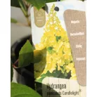 Bugás hortenzia Hydrangea paniculata Candlelight 40/+  K3