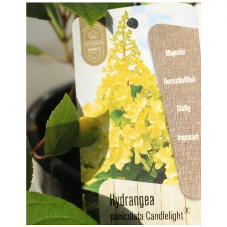 Bugás hortenzia Hydrangea paniculata Candlelight 40/+  K3
