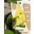 Bugás hortenzia Hydrangea paniculata Candlelight 40/+  K3