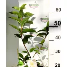 Bugás hortenzia Hydrangea paniculata Candlelight 40/+  K3