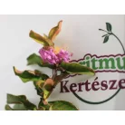 Kínai selyemmirtusz Lagerstroemia Petite Orchidée K3