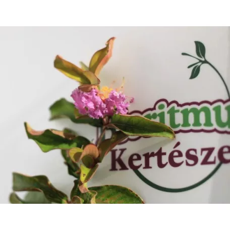 Kínai selyemmirtusz Lagerstroemia Petite Orchidée K3