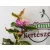 Kínai selyemmirtusz Lagerstroemia Petite Orchidée K3