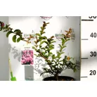 Kínai selyemmirtusz Lagerstroemia Petite Orchidée K3