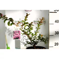 Kínai selyemmirtusz Lagerstroemia Petite Orchidée K3