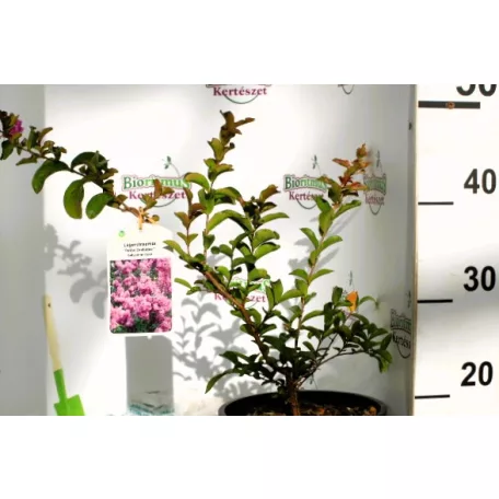 Kínai selyemmirtusz Lagerstroemia Petite Orchidée K3