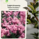 Kínai selyemmirtusz Lagerstroemia Petite Orchidée K3