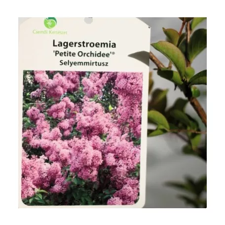 Kínai selyemmirtusz Lagerstroemia Petite Orchidée K3