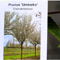 Japán díszcseresznye Prunus Umineko 100/125 K5