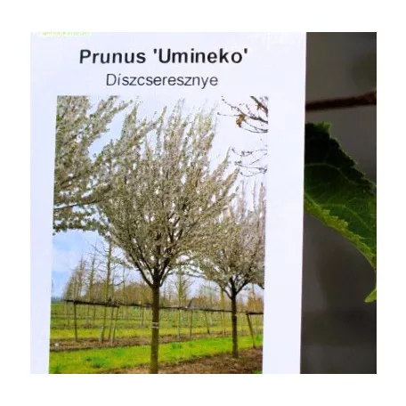 Japán díszcseresznye Prunus Umineko 100/125 K5